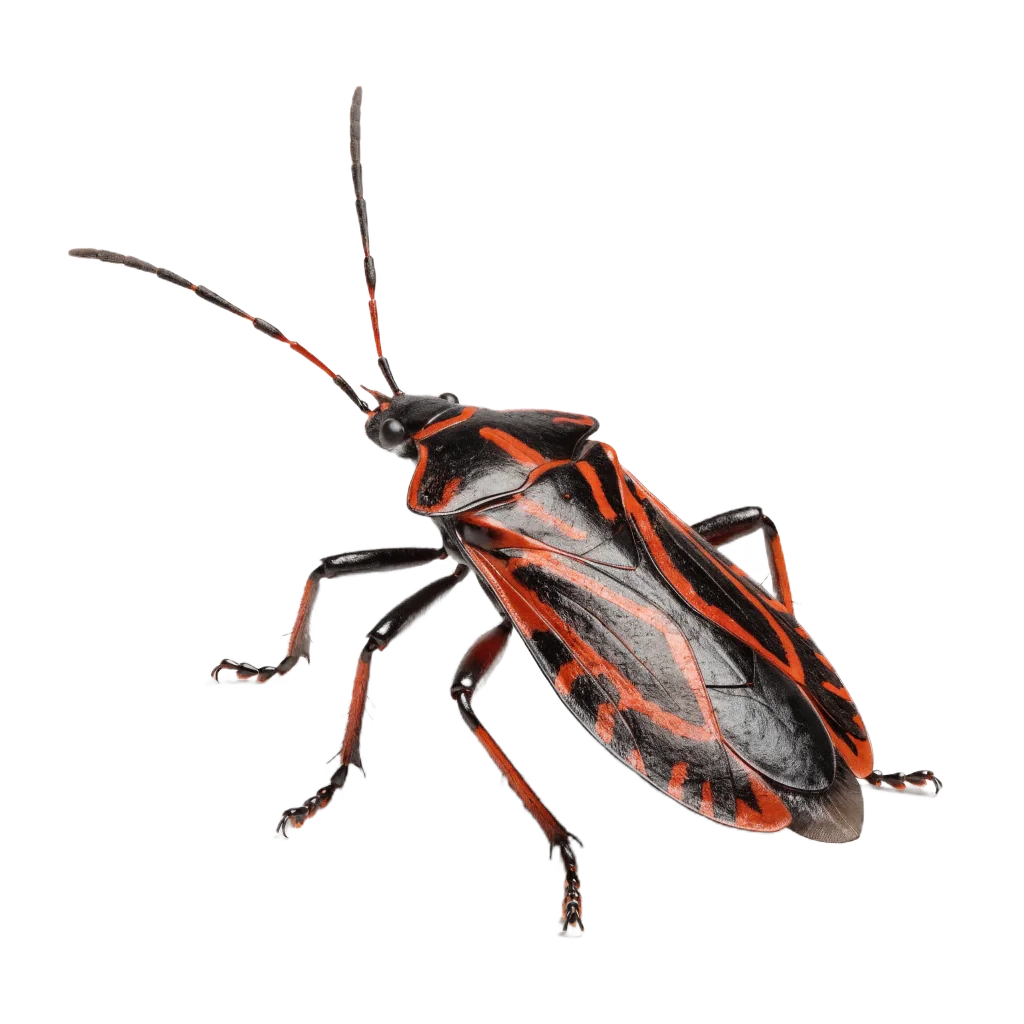 Box Elder Bugs